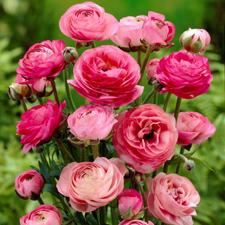 Hahnenfuß - Rosa - Ranunculus - Zartheit und Harmonie in Beeten - 10 Knollen