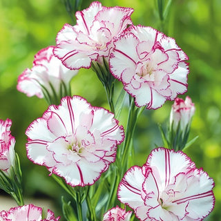 Landnelke - Benigna - Ideal Für Schnittblumen - Dianthus caryophyllus