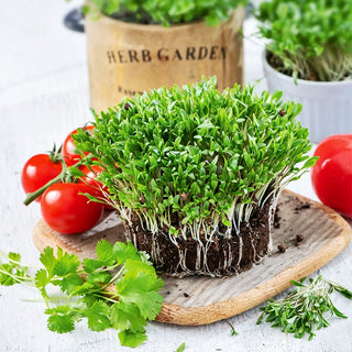 Microgreens Coriander - Aromatic Leaves, Intense Fresh Coriander Scent - Coriandrum sativum - Premium Seeds