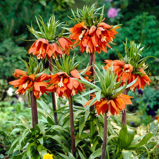 Garten-Kaiserkrone - Orange - Fritillaria - Betont die ästhetischen Vorzüge im Garten