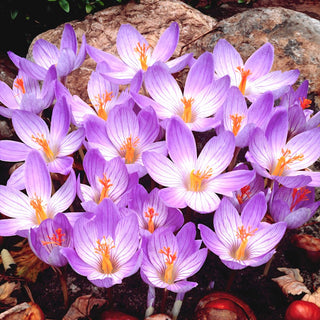 Krokus - Conqueror - Crocus - Herbstblühend, elegantes Violett - 10 Blumenzwiebeln