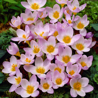 Krokus - Firefly - Crocus - Leichtigkeit und Frische im Beet - 10 Blumenzwiebeln