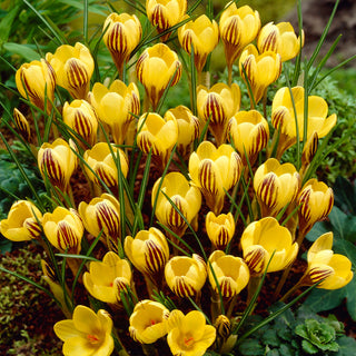 Krokus - Gipsy Girl - Crocus - Zweifarbige Blütenblätter Gelb und Braun - 10 Blumenzwiebeln