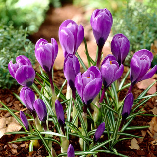 Krokus - Grand Maitre - Crocus - Violette Blüten in zauberhafter Farbe - 10 Blumenzwiebeln