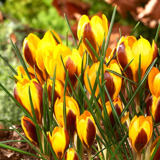 Krokus - Herald - Crocus - Bildet farbenprächtige Teppiche im Garten - 10 Blumenzwiebeln