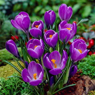 Krokus - Remembrance - Crocus - Intensiv Violetter Frühlingsglanz - 10 Blumenzwiebeln