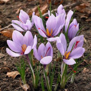 Safran-Krokus - Crocus - Safrankrokus Duft des Frühlings - 10 Blumenzwiebeln