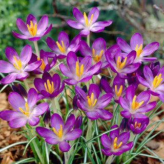 Krokus - Whitewell Purple - Crocus - Elegante Violette Blüten - 10 Blumenzwiebeln