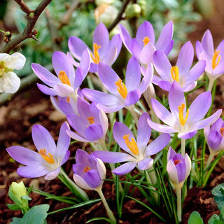 Krokus - Lilac Beauty - Crocus - Zarter subtiler Blütenfarbton - 10 Blumenzwiebeln