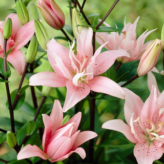 Gefüllte Lilie - Elodie - Lilium - Rosa, gefüllte Blüten mit Duft