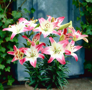 Lilien - Lollypop - Lilium - Pflegeleicht und anspruchslos