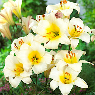 Trompeten-Lilien - White Planet - Lilium - Weiße Blüten und intensiver Duft