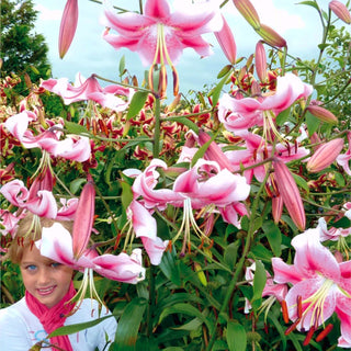 Baum-Lilie - Anastasia - Lilium - Auffälliger Akzent im Sommergarten