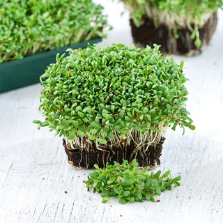 Microgreens Alfalfa - Rich in Vitamins, Carotenoids, and Trace Elements - Medicago sativa - Premium Seeds