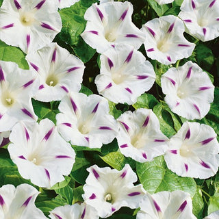 Prunkwinde - Milky Way - Zart, Perfekt Für Pergolen Und Balkone - Ipomoea tricolor