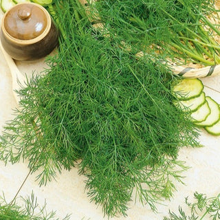 Dill - Hanak - Frühe Ernte, außergewöhnlich aromatisch - Großpackung - 100 g