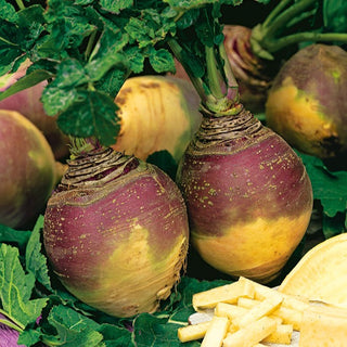 Kohlrüben - Champion - Perfekt Für Die Winterlagerung - Brassica napus L. var. napobrassica - Premium-Saatgut