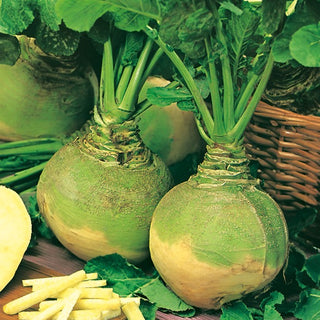Kohlrüben - Wilhelmsburger - Deutsche Sorte, Hervorragend Lagerfähig - Brassica napus L. var. napobrassica - Premium-Saatgut