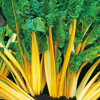 Mangold - Bright Yellow - Intensiv Gefärbt, Mild Im Geschmack