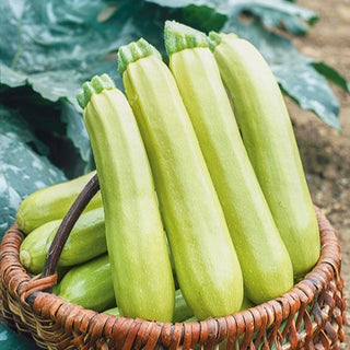 Zucchini - Lungo Bianco - Perfekt Für Mediterrane Gerichte