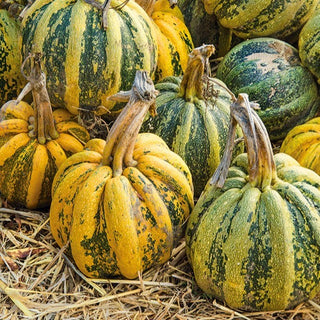 Kürbis - Americana Tonda - Hoher Ertrag, Für Liebhaber Riesenkürbisse