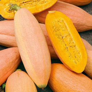Kürbis - Pink Banana Jumbo - Ertragreiche Und Zierende Sorte