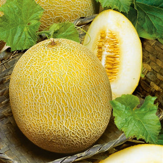 Melone - Oranje Ananas - Saftiges Fruchtfleisch Voller Sonne - Cucumis melo