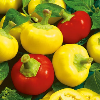 Chili - Alma Picante - Würzig, Leicht Süßlich, Bunt
