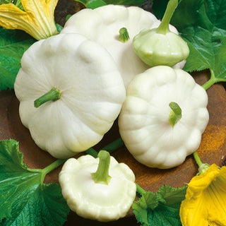 Zucchini Patisson Weiß - Cremige, Frühe, Ertragreiche Sorte - Premium-Saatgut