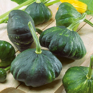 Zucchini Patisson Grüne - Dekorativer Und Essbarer Zarter Frucht - Premium-Saatgut