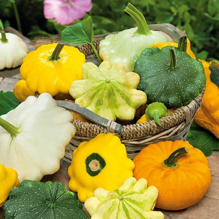Zucchini Patisson - Mischung - Vielfarbige Früchte, Dekorativ Und Schmackhaft - Premium-Saatgut