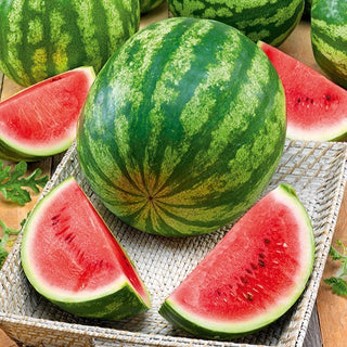 Wassermelone Crimson Giant F1 - Saftig Süßer Geschmack, Besonders Großfrüchtig