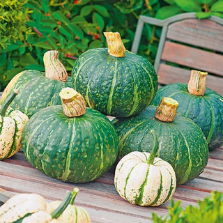 Kürbis Delica F1 - Aromatischer Kürbis Mit Grüner Schale