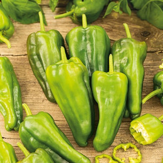 Chili Padron - Kegelförmig, Mild Pikant, Spanisch