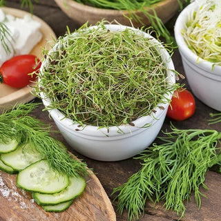 Keimsprossen - Dill - Vitaminbombe mit frischem Dillgeschmack