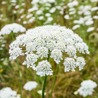 Wilde Möhre - Zarte weiße Dolden, perfekt für Wildwiesen - Daucus carota