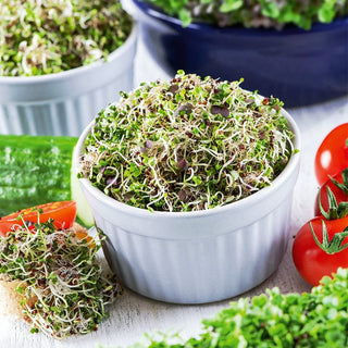 Sprouting Seeds Mizuna Mixed - Mustard Flavour, Delicate and Exquisite - Brassica rapa var. japonica - Premium Seeds