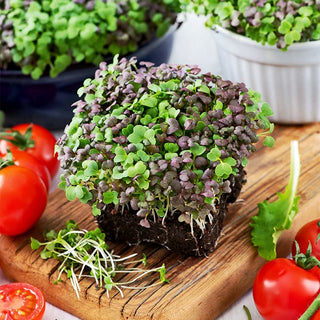 Microgreens Mizuna Mixed - Extra Flavour, Gently Spicy Note - Brassica rapa var. japonica - Premium Seeds