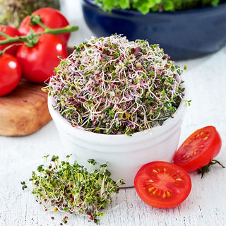 Sprouting Seeds Mizuna Red - Diet Sensation, Aids Weight Loss and Health - Brassica rapa var. japonica - Premium Seeds