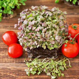 Keimsprossen - Mizuna rote - Schöne Blätter, Intensives Aroma - 100 g - Premium-Saatgut