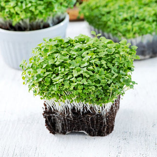 Microgreens Mizuna Green - Juicy and Slightly Crunchy - Brassica rapa var. japonica - Premium Seeds