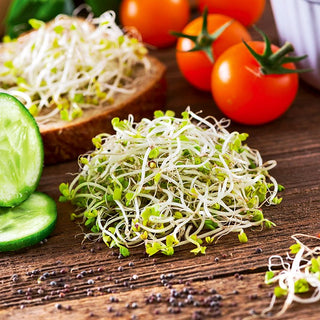 Sprouting Seeds Mizuna Green - Flavour Hit, Excellent for Cold Meats and Cheeses - Brassica rapa var. japonica - Premium Seeds