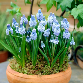 Himmelblaue Traubenhyazinthe - Muscari - Frühlingsfrische in Eisfarben - 10 Blumenzwiebeln