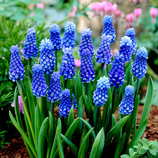 Traubenhyazinthe - Dark Eyes - Muscari - Eleganz in dichten Büscheln - 5 Blumenzwiebeln
