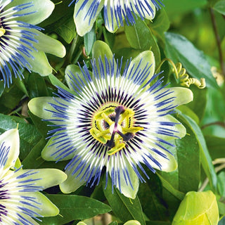 Passionsblume - Kletternde Zierpflanze - Passiflora caerulea - Premium-Saatgut