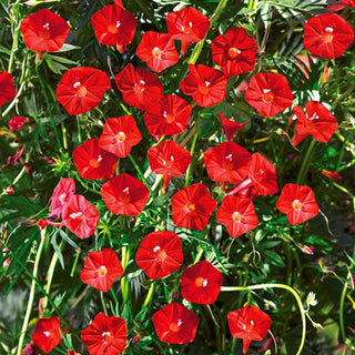 Kardinalswinde - Leuchtend Rotes Blütenmeer, Schmetterlingsfreundlich - Ipomoea quamoclit Cardinalis