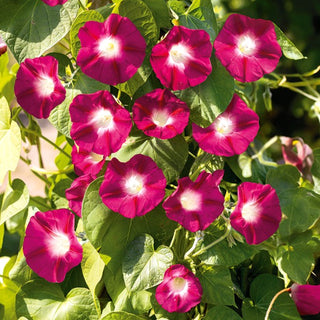 Prunkwinde - Scarlet O'Hara - Romantisches Highlight Im Garten - Ipomoea nil