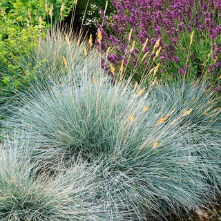 Blue Fescue Grass - Hardy and Beautiful Grass for Rockeries - Festuca glauca - Premium Seeds