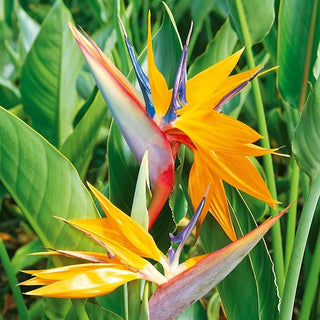 Paradiesvogelblume - Exotisch Und Eindrucksvoll Wie Ein Paradiesvogel - Strelitzia reginae - Premium-Saatgut