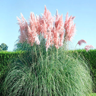 Pink Pampas Grass - Majestic Garden Decoration with Spectacular Plumes - Cortaderia selloana - Premium Seeds